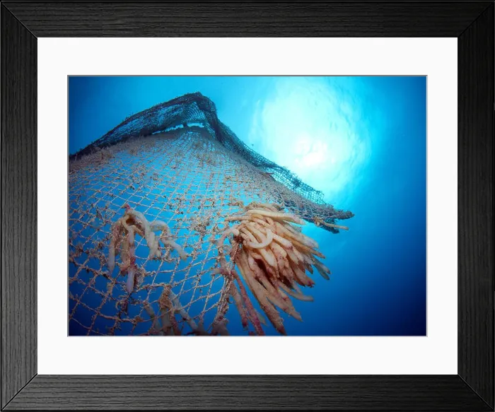 Framed Print : old abandoned fishing net with squid eggs Framed Print : old abandoned fishing net with squid eggs