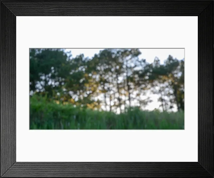 Framed Print : Warm golden blurred nature background. Deep forest in sunny day Framed Print : Warm golden blurred nature background. Deep forest in sunny day