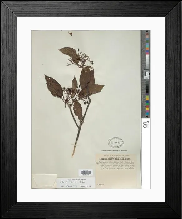 Framed Print : Viburnum nervosum D Don Framed Print : Viburnum nervosum D Don