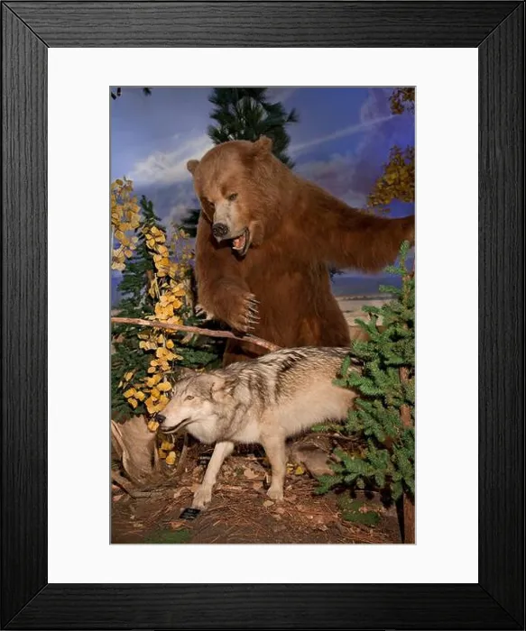 Framed Print : Brown bear attacking at coyote Framed Print : Brown bear attacking at coyote