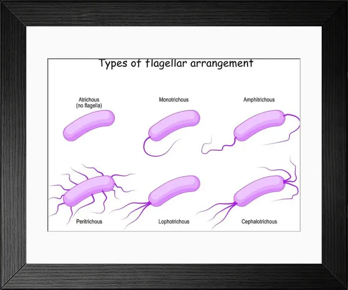 Framed Print : Types of flagellar arrangement for example bacteria: from Atrichous (no flagella) to Monotrichous Framed Print : Types of flagellar arrangement for example bacteria: from Atrichous (no flagella) to Monotrichous