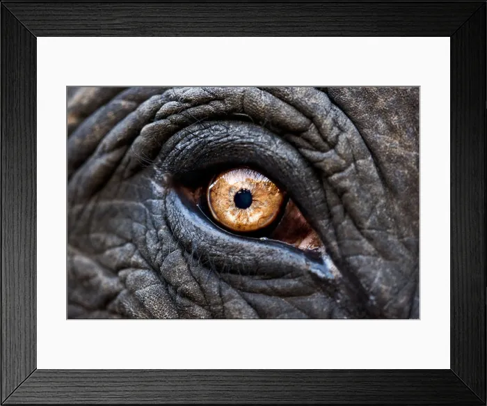 Framed Print : Close up of eye of an Indian elephant Jaipur India Framed Print : Close up of eye of an Indian elephant Jaipur India