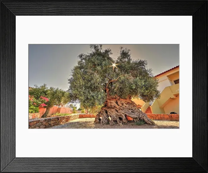 Framed Print : Olives (olivae), olive tree, oldest olive tree in Crete Framed Print : Olives (olivae), olive tree, oldest olive tree in Crete