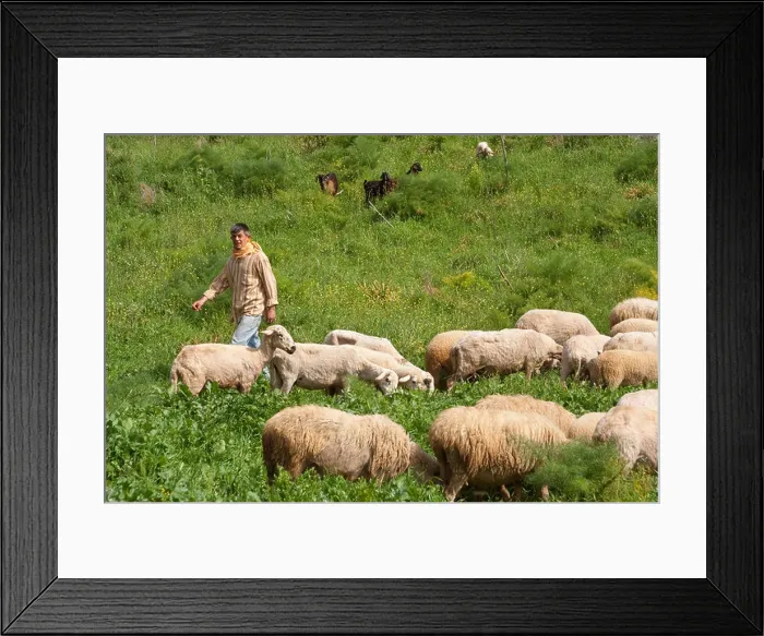 Framed Print : Shepherd walking among his herd of goats in western Turkey Framed Print : Shepherd walking among his herd of goats in western Turkey
