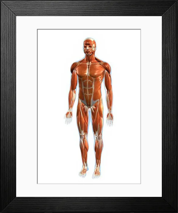 Framed Print : Frontal view of the muscular system of the male human body on a white background Framed Print : Frontal view of the muscular system of the male human body on a white background