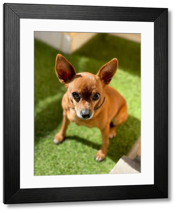 Framed Print : The Deer Head Chihuahua is a big dos in a very small body. High quality photography Framed Print : The Deer Head Chihuahua is a big dos in a very small body. High quality photography