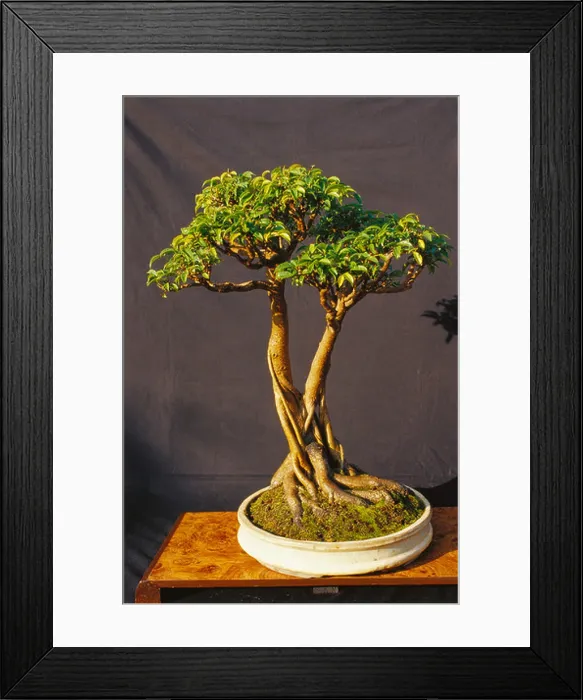 Framed Print : Weeping fig bonsai tree ; ficus benjamina ; twin trunk style ; twelve year old ; silvassa ; Union Territory ; UT ; Framed Print : Weeping fig bonsai tree ; ficus benjamina ; twin trunk style ; twelve year old ; silvassa ; Union Territory ; UT ;