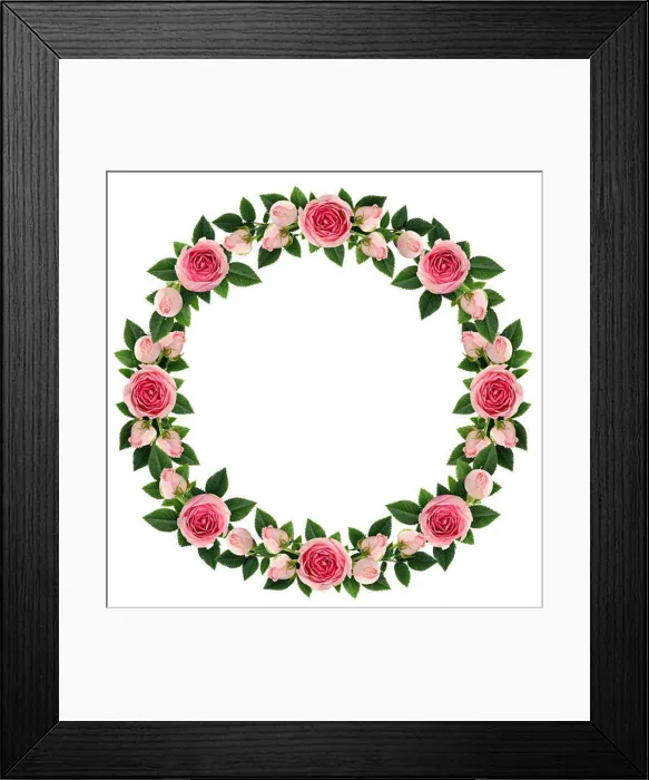 Framed Print : Pink rose flowers round frame isolated on white. Flat lay. Top view Framed Print : Pink rose flowers round frame isolated on white. Flat lay. Top view