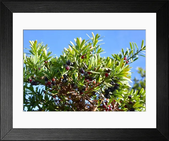 Framed Print : Broad-leaved yellowwood or real yellowwood (Podocarpus latifolius) Framed Print : Broad-leaved yellowwood or real yellowwood (Podocarpus latifolius)
