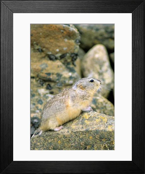 Framed Print : Northern collared lemming (Dicrostonyx groenlandicus), Ellesmere Island, Nunavut, High Arctic Canada Framed Print : Northern collared lemming (Dicrostonyx groenlandicus), Ellesmere Island, Nunavut, High Arctic Canada
