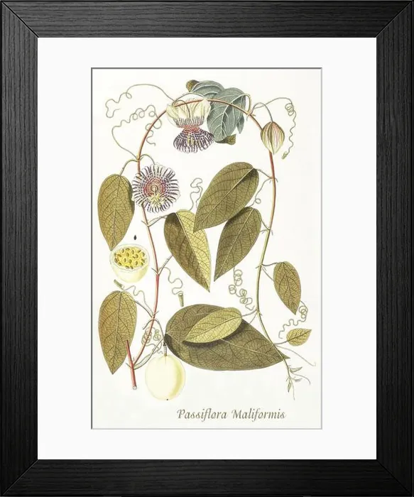 Framed Print : A late 18th century illustration of Passiflora maliformis Framed Print : A late 18th century illustration of Passiflora maliformis