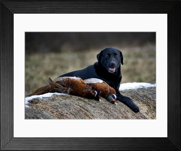 Framed Print : Black Labrador Retriever with pheasants on bales of hay at a shoot day Framed Print : Black Labrador Retriever with pheasants on bales of hay at a shoot day