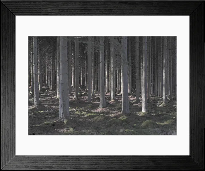 Framed Print : Spruce trees, Kielder Forest, Northumberland, England, UK Framed Print : Spruce trees, Kielder Forest, Northumberland, England, UK