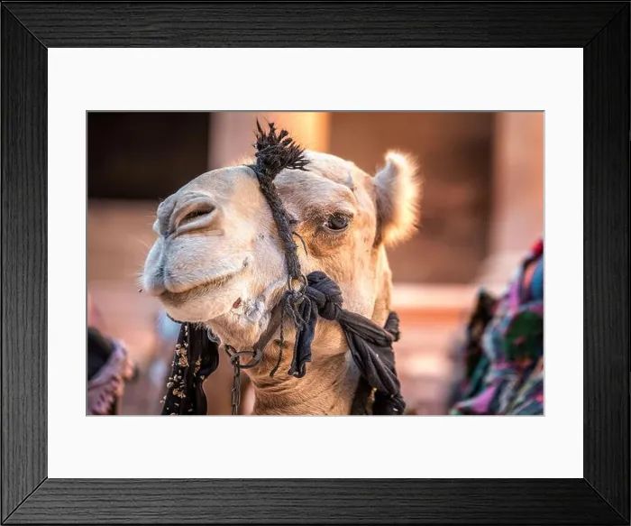 Framed Print : Close up shot of camel with big eyes at Petra, Jordan Framed Print : Close up shot of camel with big eyes at Petra, Jordan
