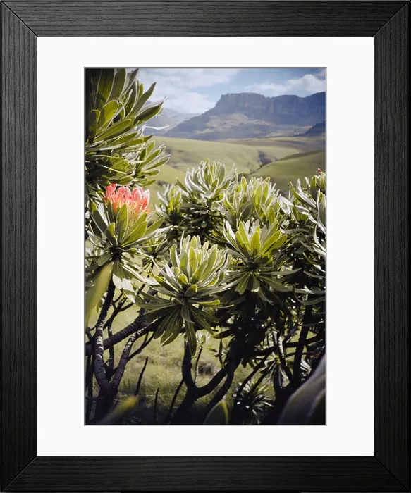 Framed Print : South Africa, Kwa Zulu natal, Drakensberg, Proteas with mountains in background, close-up Framed Print : South Africa, Kwa Zulu natal, Drakensberg, Proteas with mountains in background, close-up