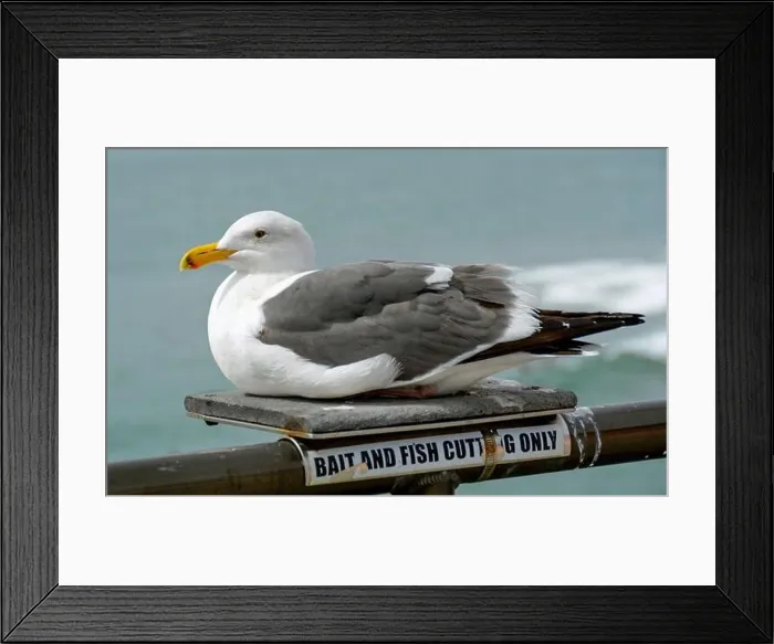 Framed Print : Closeup of a gray and white seagull on the Huntington Beach pier with the ocean in background Framed Print : Closeup of a gray and white seagull on the Huntington Beach pier with the ocean in background