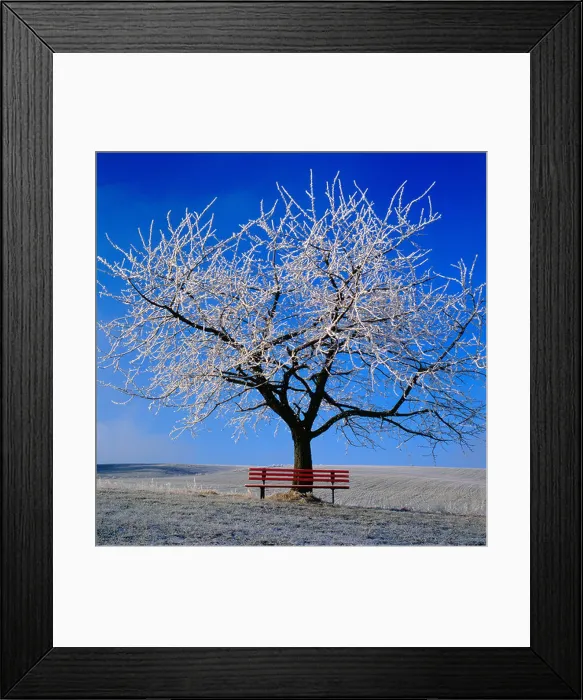 Framed Print : cherry tree in winter with red bench, Germany. Photo by Willy Matheisl Framed Print : cherry tree in winter with red bench, Germany. Photo by Willy Matheisl
