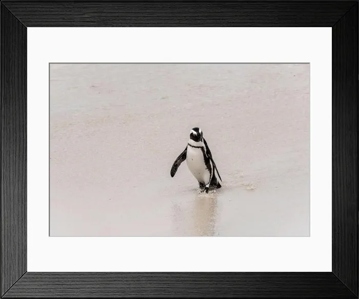Framed Print : penguin dodging backwash on water edge at Boulders beach Framed Print : penguin dodging backwash on water edge at Boulders beach