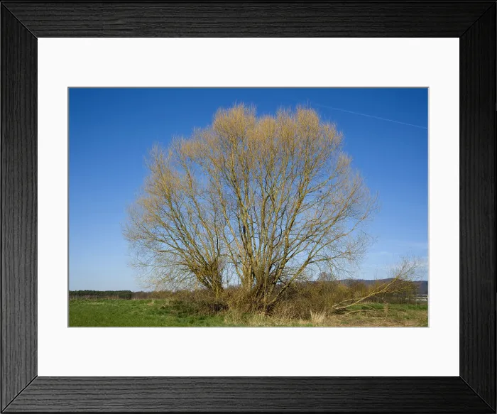 Framed Print : crack willow (Salix fragilis), free standing willows in winter, Germany