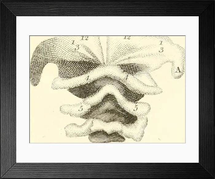 Framed Print : The Philosophical transactions of the Royal society of London Framed Print : The Philosophical transactions of the Royal society of London
