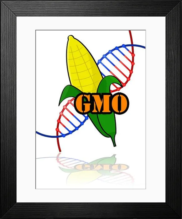Framed Print : Concept illustration showing a genetically modified corn combined with the letters GMO and a DNA strand Framed Print : Concept illustration showing a genetically modified corn combined with the letters GMO and a DNA strand