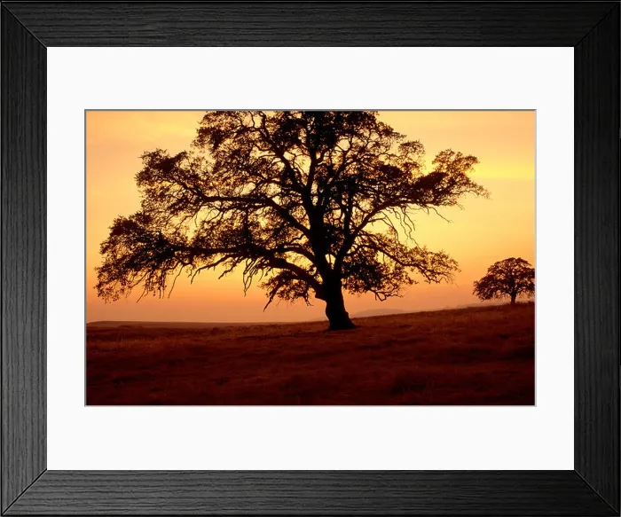 Framed Print : Oak trees silhouetted against sunset sky Framed Print : Oak trees silhouetted against sunset sky