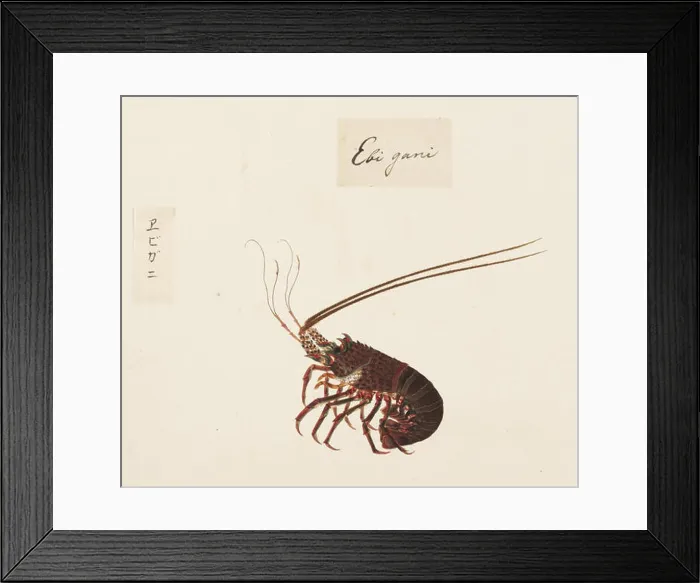 Framed Print : Naturalis Biodiversity Center RMNH Framed Print : Naturalis Biodiversity Center RMNH