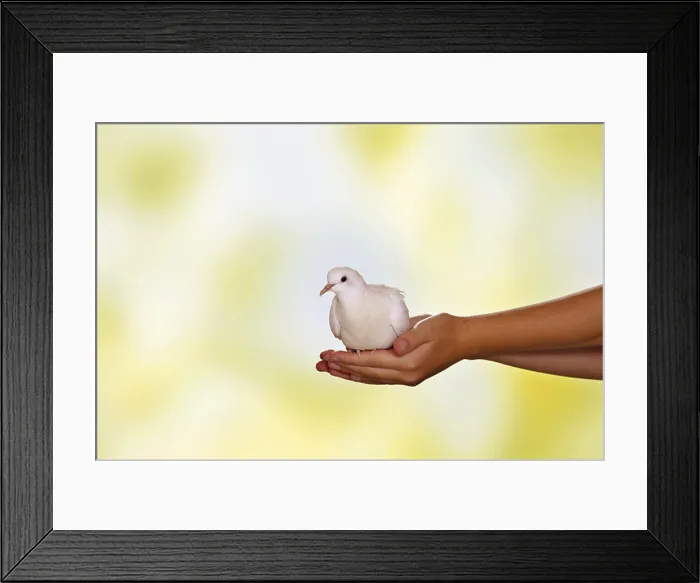 Framed Print : white dove sitting on hand / Streptopelia roseogrisea risoria Framed Print : white dove sitting on hand / Streptopelia roseogrisea risoria