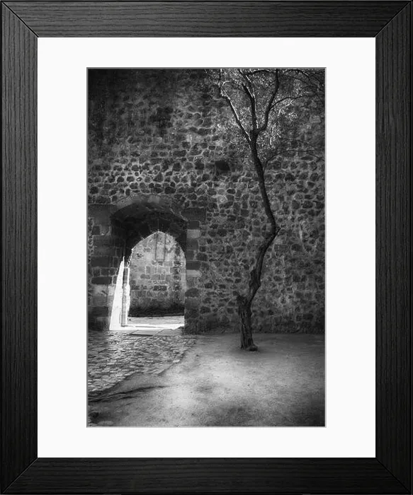 Framed Print : Old Olive Tree in St George's Castle, Lisbon, Portugal Framed Print : Old Olive Tree in St George's Castle, Lisbon, Portugal