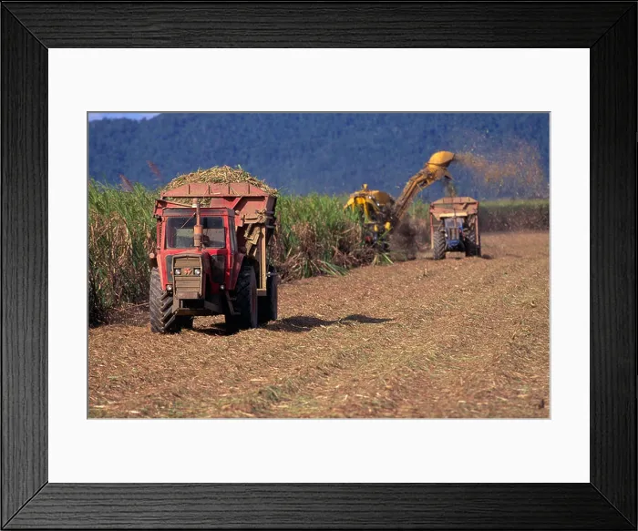 Framed Print : Sugar cane harvest, Queensland, Australia Framed Print : Sugar cane harvest, Queensland, Australia