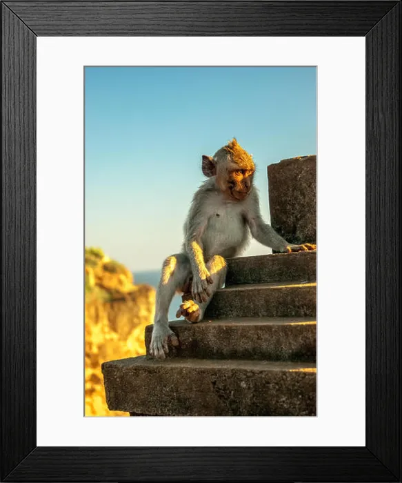 Framed Print : monkey thinking watching sunset at Uluwatu cliff in Bali indonesia