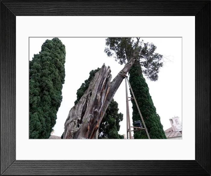Framed Print : giant old tree in Bath of Diocletian in Rome view Michelangelo cloister Framed Print : giant old tree in Bath of Diocletian in Rome view Michelangelo cloister