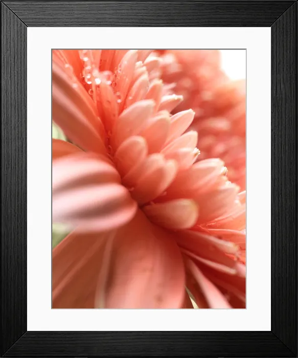 Framed Print : Close up of pink chrysanthemum, side view, outer petals softer focus, drops of water appear on the top petals Framed Print : Close up of pink chrysanthemum, side view, outer petals softer focus, drops of water appear on the top petals
