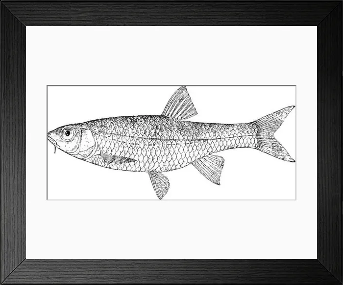 Framed Print : Catalogue of the fresh-water fishes of Africa in the British museum (Natural history) Framed Print : Catalogue of the fresh-water fishes of Africa in the British museum (Natural history)