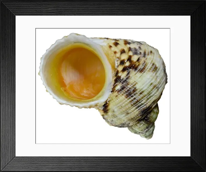 Framed Print : Gold-mouthed Turban / Turbo shell (Turbo Argyrostomus) c4cm across Framed Print : Gold-mouthed Turban / Turbo shell (Turbo Argyrostomus) c4cm across
