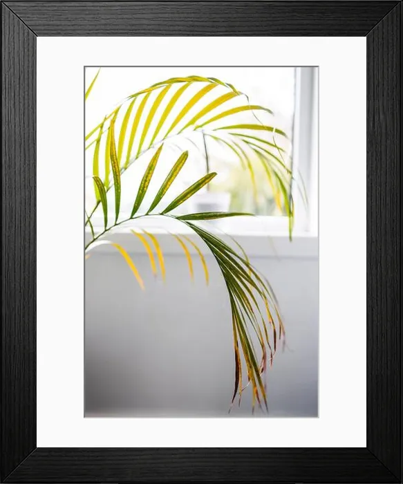 Framed Print : close-up of golden cane palm leaves indoor by the window shot at shallow depth of field Framed Print : close-up of golden cane palm leaves indoor by the window shot at shallow depth of field