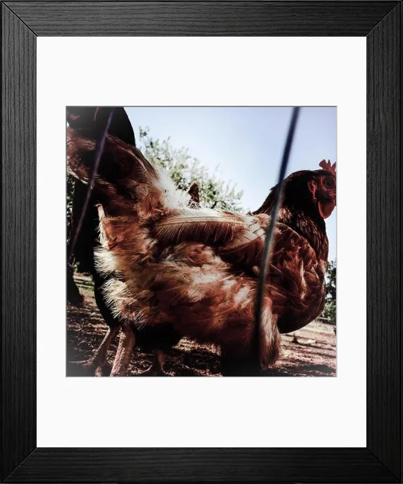 Framed Print : The backside of a chicken in a pen looking back Framed Print : The backside of a chicken in a pen looking back