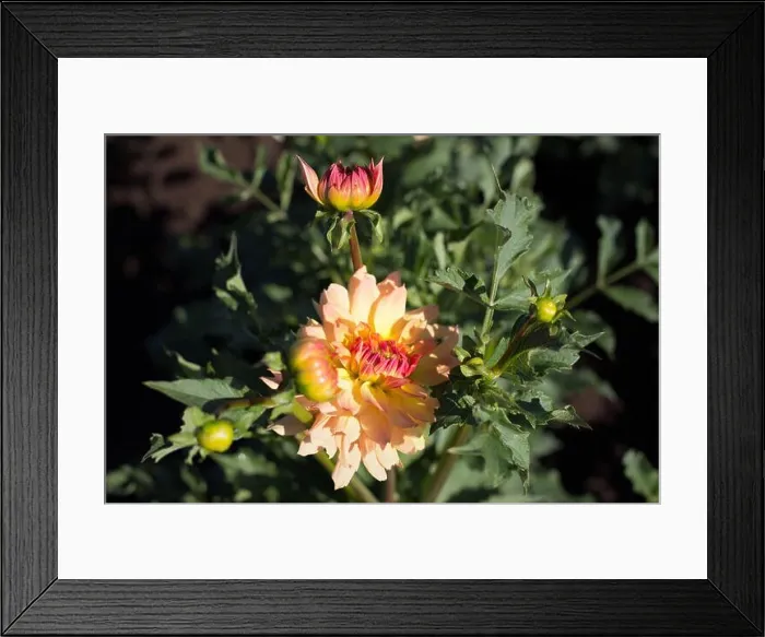 Framed Print : Dahlia Linna at Swan Island Dahlias in Canby, Oregon, USA Framed Print : Dahlia Linna at Swan Island Dahlias in Canby, Oregon, USA