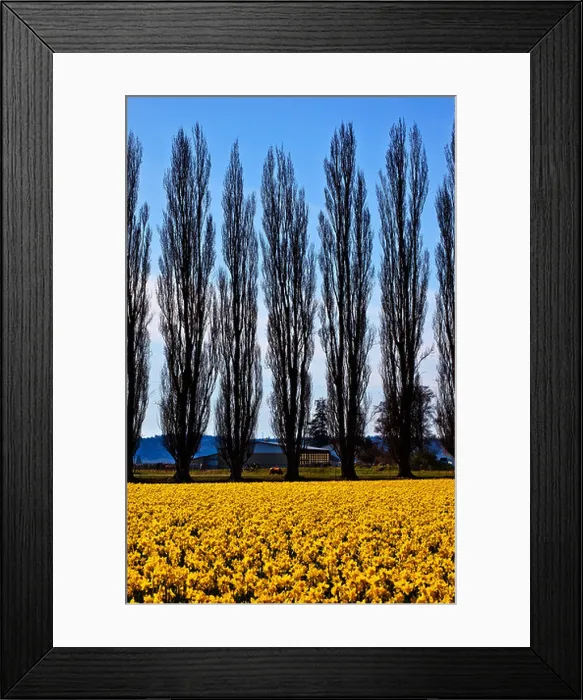 Framed Print : Yellow Daffodils, Cypress Trees, Farm, Flowers Skagit Valley Washington State Pacific Northwest Framed Print : Yellow Daffodils, Cypress Trees, Farm, Flowers Skagit Valley Washington State Pacific Northwest