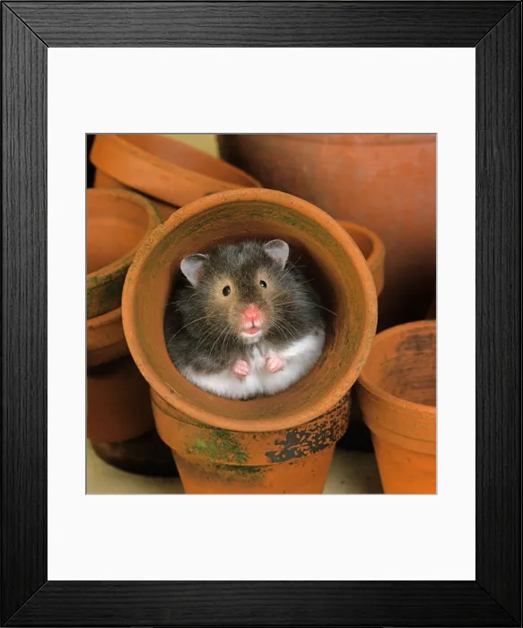 Framed Print : Pet Hamster In Flower Pot Framed Print : Pet Hamster In Flower Pot