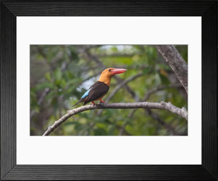 Framed Print : Brown Winged Kingfisher in Malaysia Framed Print : Brown Winged Kingfisher in Malaysia