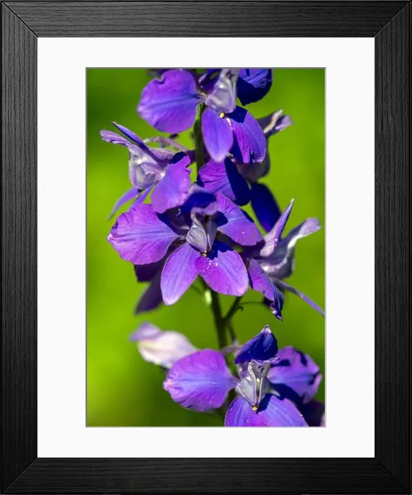 Framed Print : Summer knight's spur (Delphinium ajacis), Bavaria, Germany Framed Print : Summer knight's spur (Delphinium ajacis), Bavaria, Germany