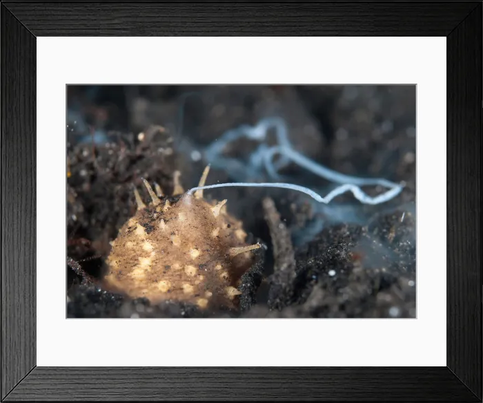 Framed Print : Volcano Sea Cucumber (Holothuria turriscelsa) adult