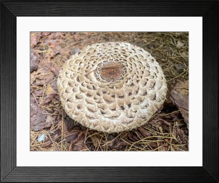 Framed Print : Parasol mushroom (Macrolepiota procera) is a basidiomycete fungus with a large Framed Print : Parasol mushroom (Macrolepiota procera) is a basidiomycete fungus with a large