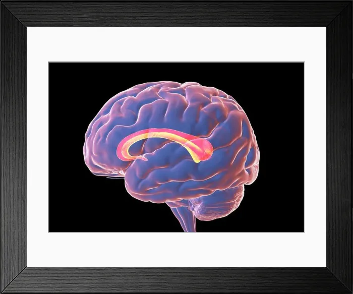 Framed Print : Human brain with highlighted Corpus callosum, illustration Framed Print : Human brain with highlighted Corpus callosum, illustration