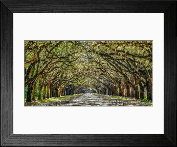 Framed Print : Wormsloe Plantation Framed Print : Wormsloe Plantation