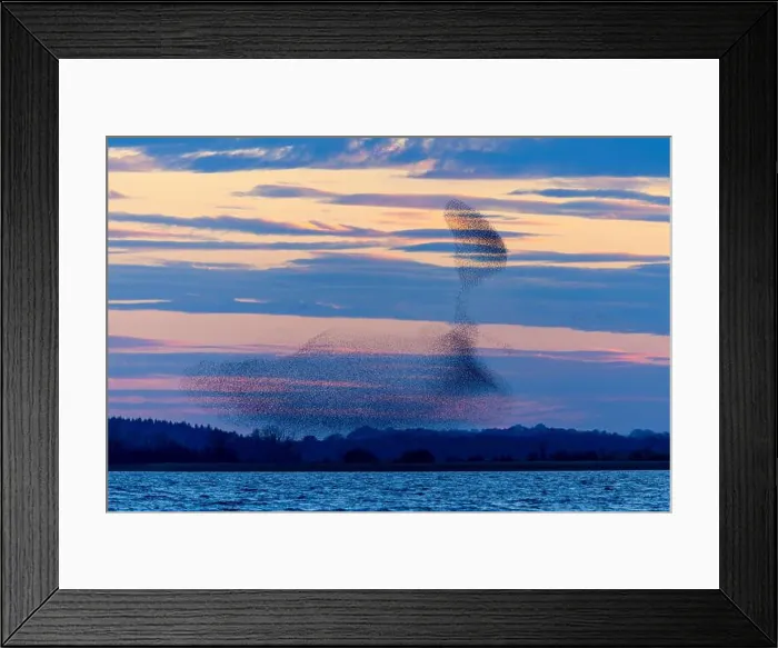 Framed Print : Starling murmuration or flocks of European starlings flying together before roosting at night Framed Print : Starling murmuration or flocks of European starlings flying together before roosting at night