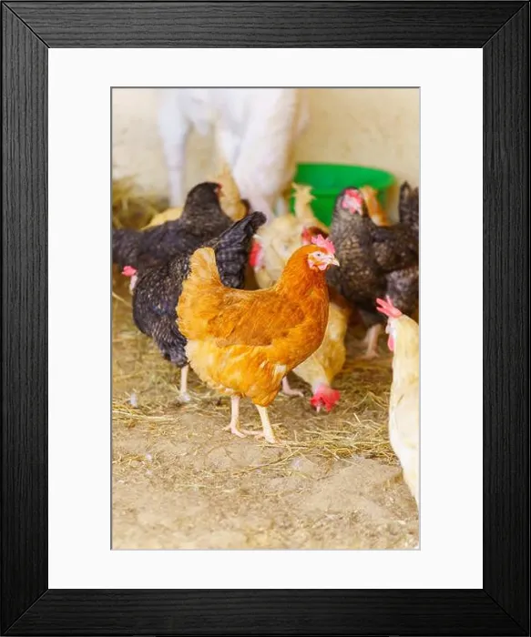 Framed Print : Group of chickens standing in a row, each clucking and pecking at the ground Framed Print : Group of chickens standing in a row, each clucking and pecking at the ground