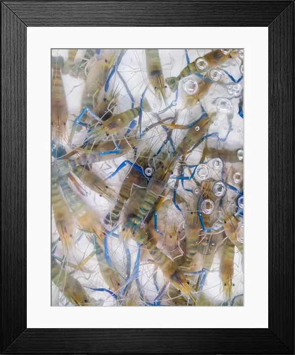 Framed Print : Fresh river prawn (macrobrachium rosenbergii)