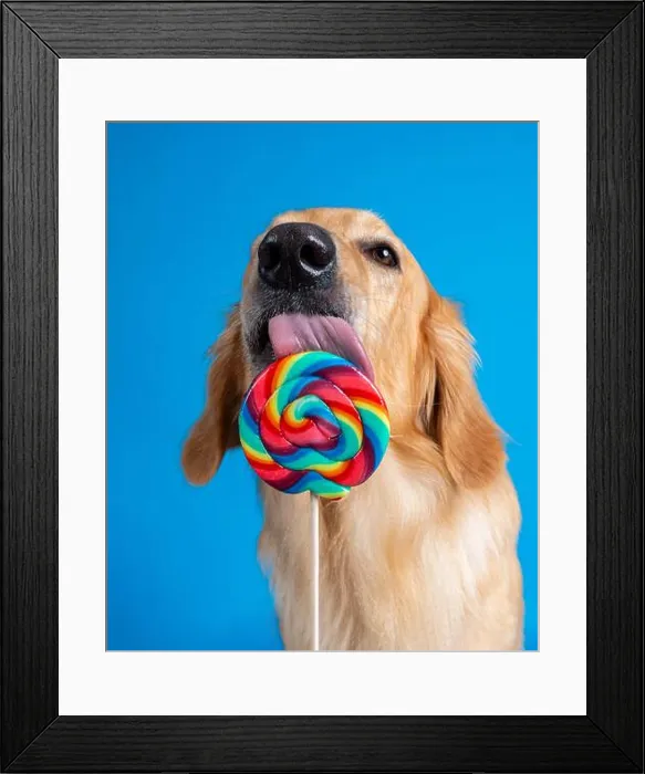 Framed Print : Hund leckt an großem Lolly - dog slicks on giant lolly Framed Print : Hund leckt an großem Lolly - dog slicks on giant lolly